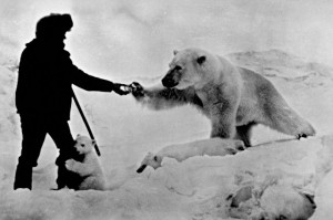 A black and white image of a polar bear and her cubs with a person touching the polar bear's paw