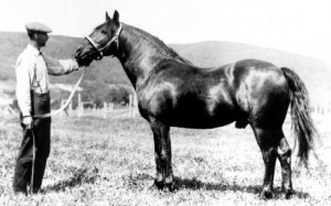 Image of a French-Canadian horse and a man holding the head