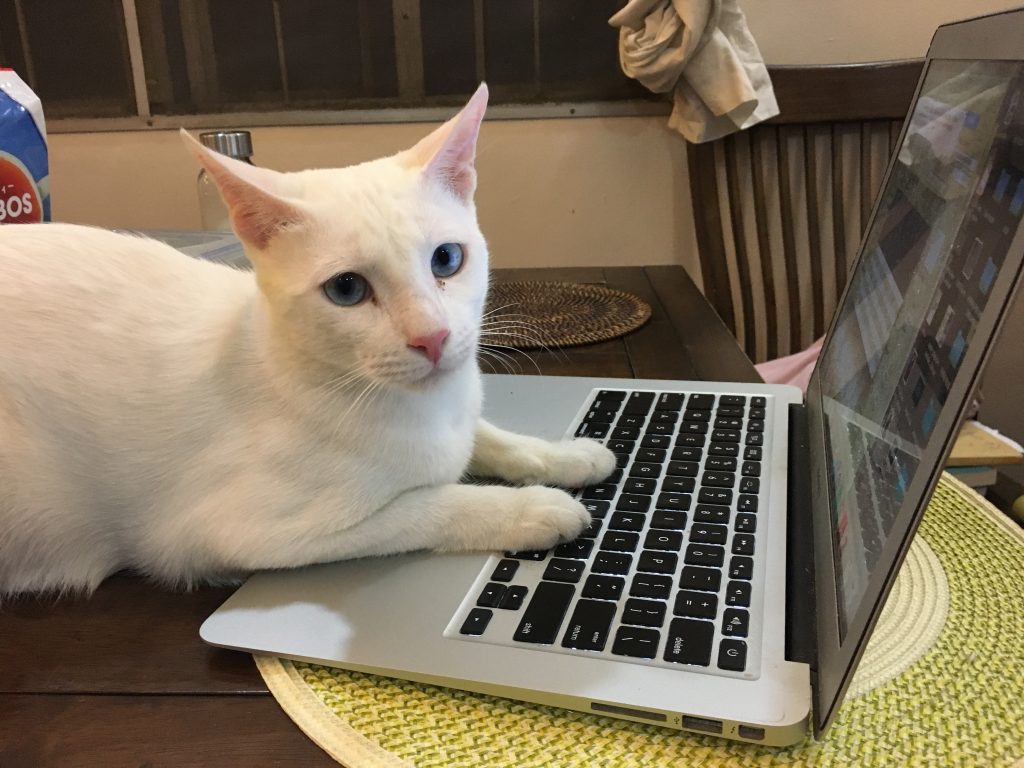 White cat sitting on table with paws on laptop keyboard.